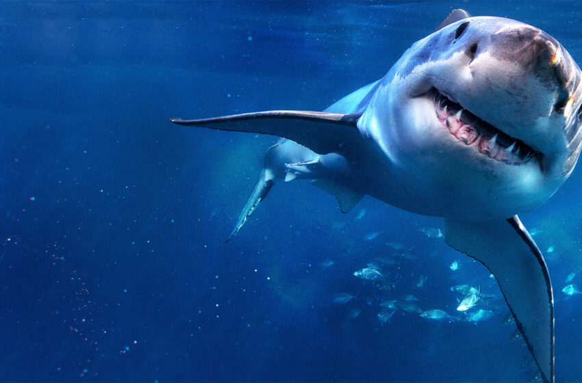  Köpekbalığı Festivali National Geographic WILD Ekranlarında